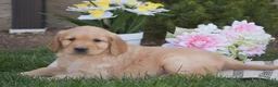 Golden Retriever dogs for sale: Mason - Ad 4