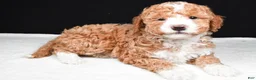 Mini Goldendoodle dogs for sale: Miley - Ad 3