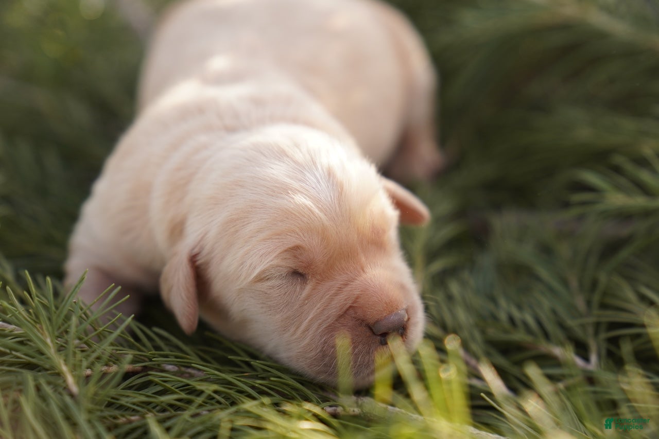 Golden Retriever dogs Oli - AKC, Genetically Clear - Ad 10