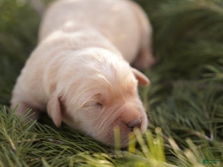 Golden Retriever dogs Oli - AKC, Genetically Clear - Ad 10