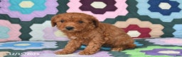 Mixed Breed dogs for sale: Lucy - Ad 3