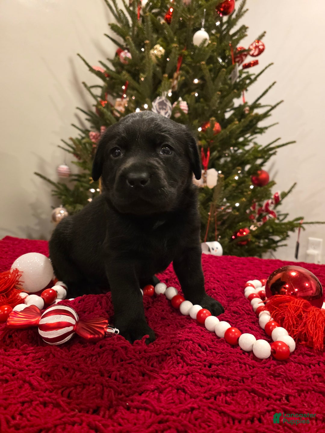 Labrador Retriever dogs for sale: Dancer - Ad 3