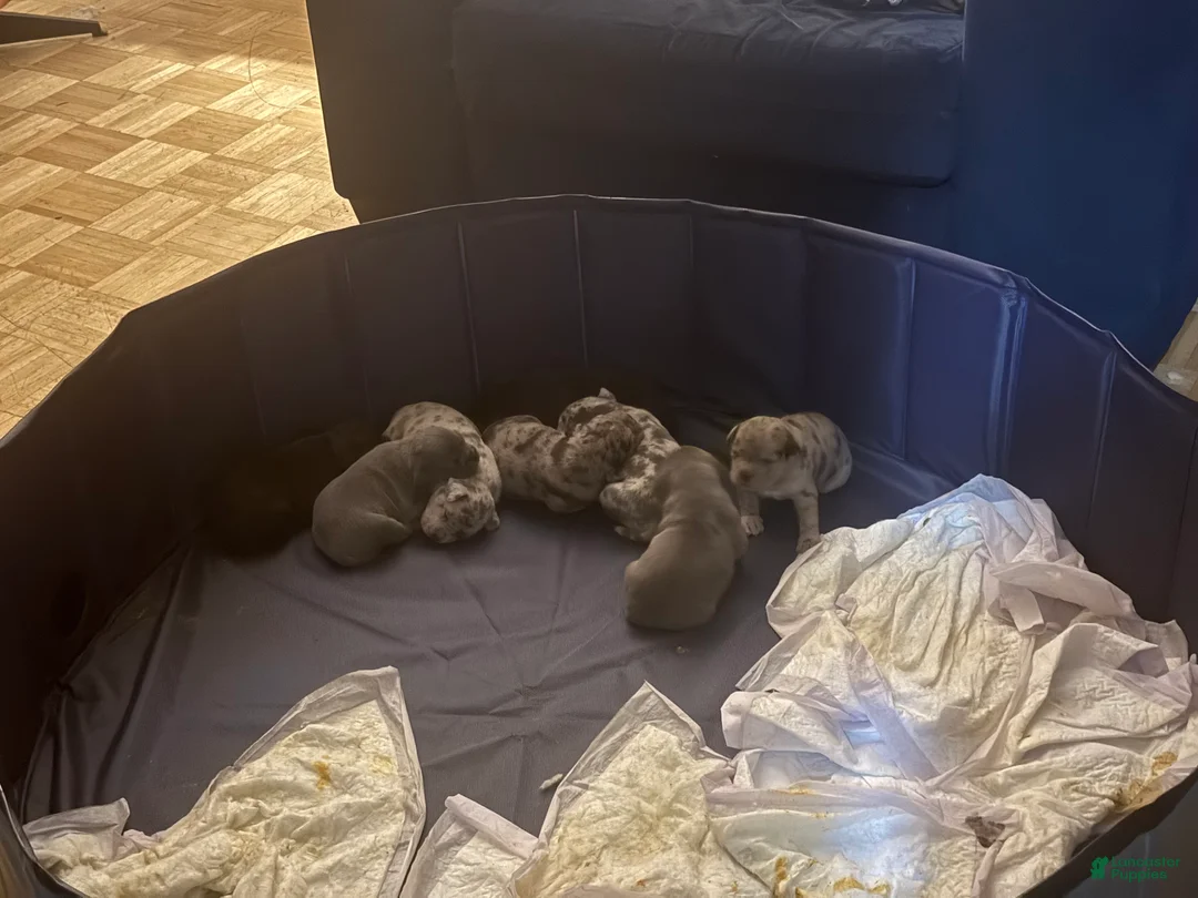 Mixed Breed dogs for sale: Mixed Breed Puppy 8 - Ad 3