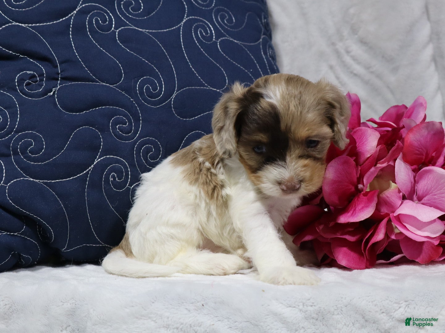 Cavapoo dogs Eclipse  - Ad 1
