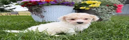 Bichpoo dogs for sale: Frank - Ad 4
