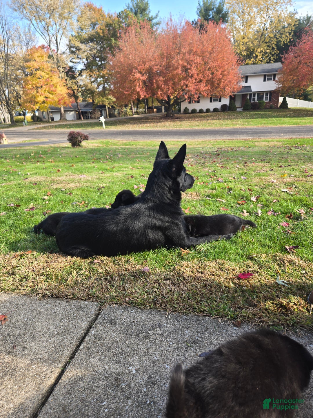 German Shepherd dogs for sale: Schmitt - Ad 5