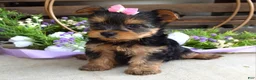 Yorkshire Terrier dogs for sale: Ava - Ad 6