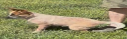 Australian Cattle Dog dogs for sale: Georgie Girl - Ad 6