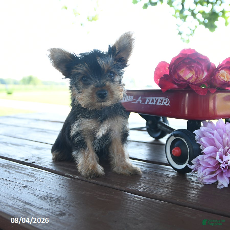 Yorkshire Terrier dogs for sale: Tanjo - Ad 1