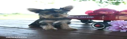 Yorkshire Terrier dogs for sale: Tanjo - Ad 6