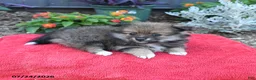 Pomeranian dogs for sale: Holly - Ad 3