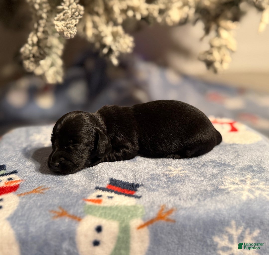 Miniature Dachshund dogs for sale: Joyce - Ad 6
