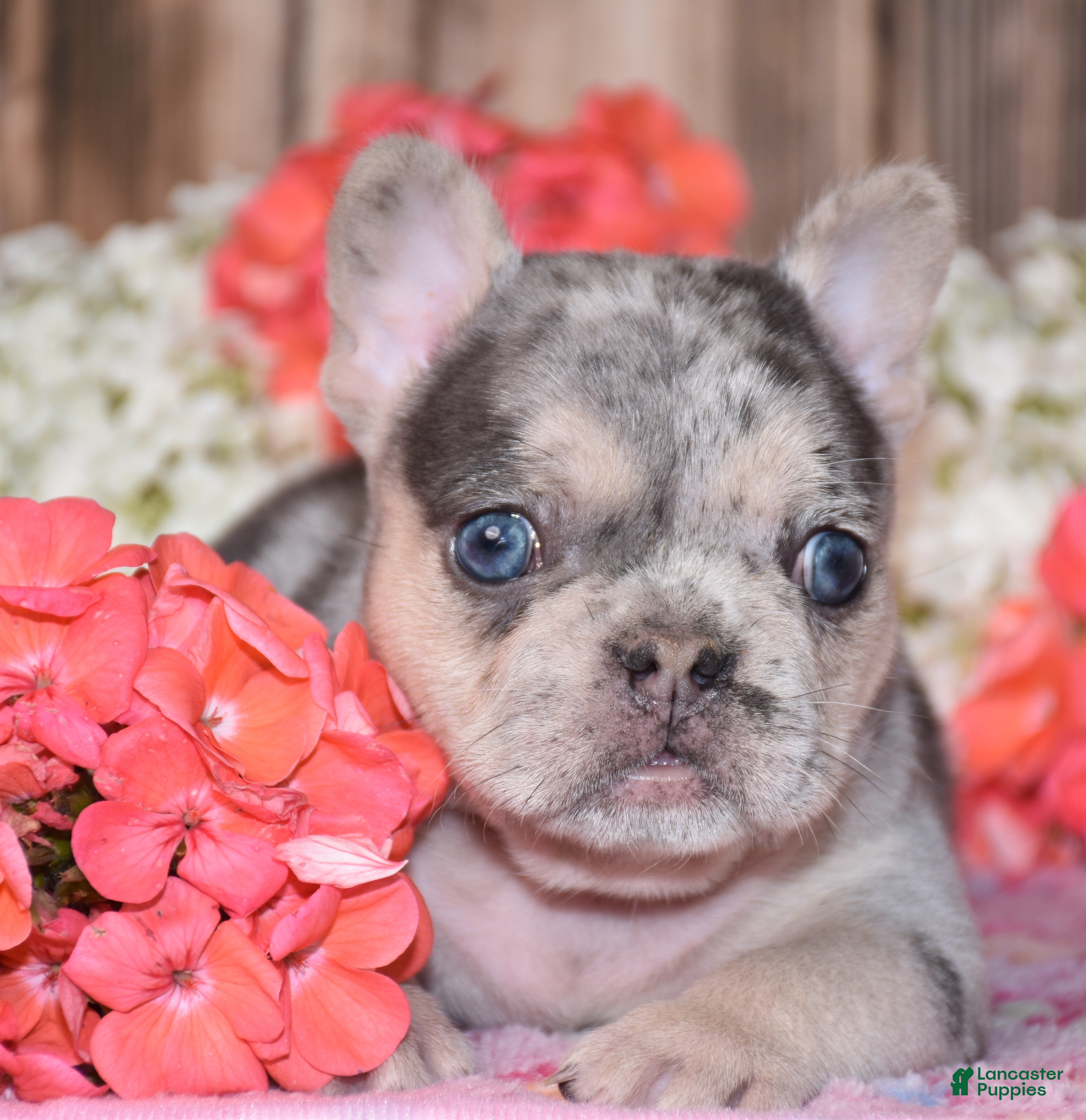 French Bulldog dogs Tenson - Ad 2