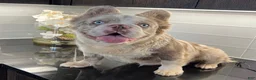 French Bulldog dogs for stud: Charmin Isabella Fluffy Merle - Ad 2