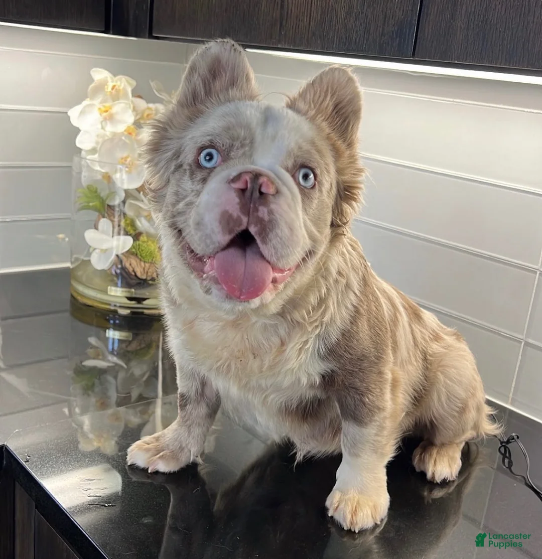 French Bulldog dogs for stud: Charmin Isabella Fluffy Merle - Ad 2