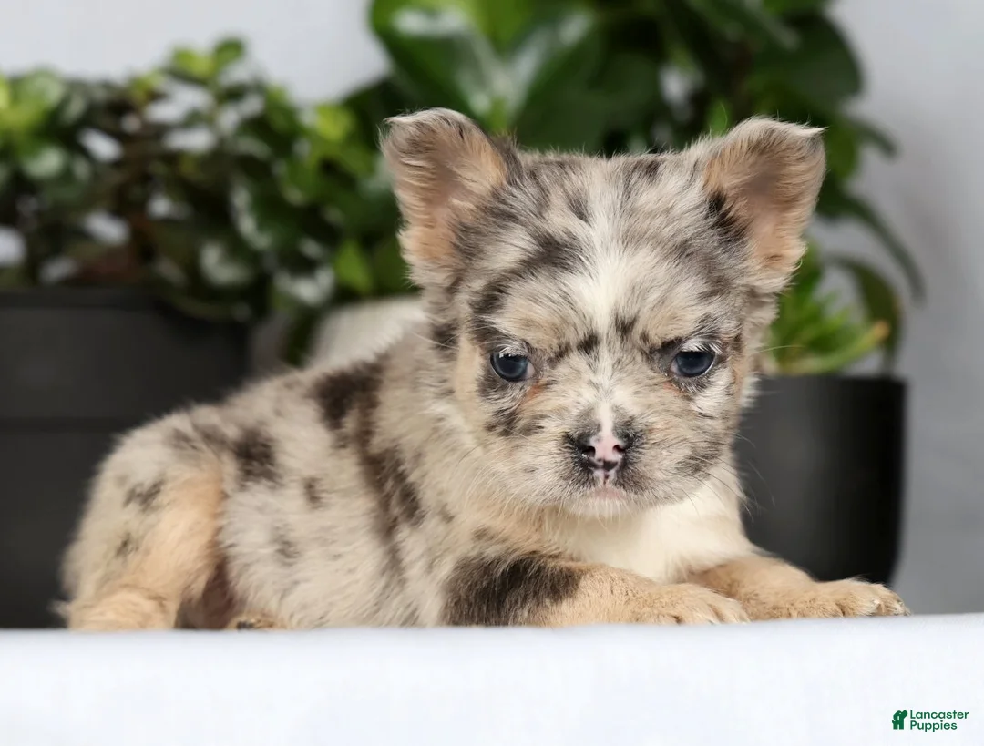 French Bulldog dogs for sale: Nellie - Ad 3