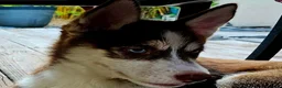 Pomsky dogs for sale: Scout - Ad 6