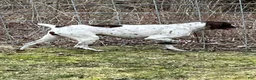 German Shorthaired Pointer dogs for sale: M1 - Ad 5