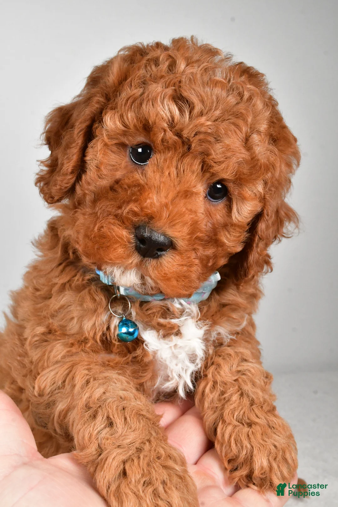 Cavapoo dogs for sale: Blaze f one b - Ad 1