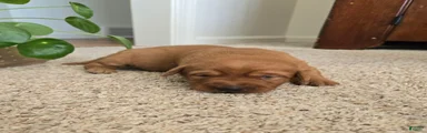 Moose