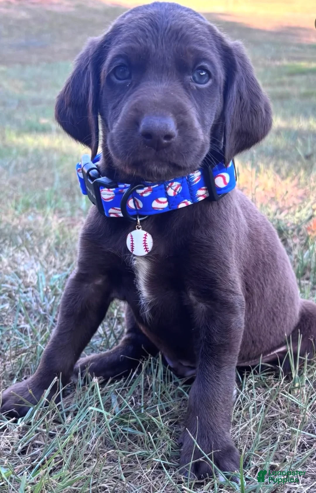 Mixed Breed dogs for sale: Mixed Breed Puppy 1 - Ad 1