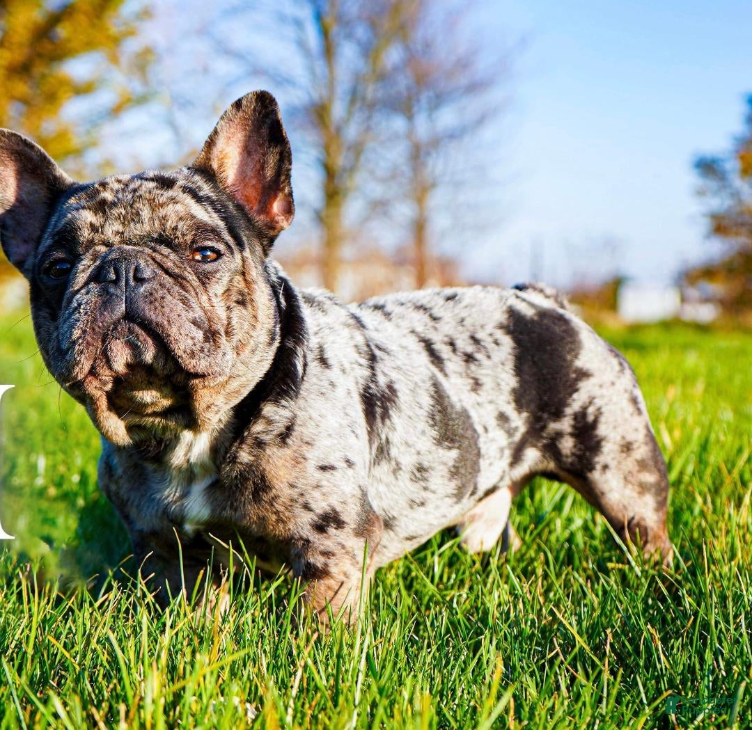 French Bulldog dogs French Bulldog Puppy 2 - Ad 40