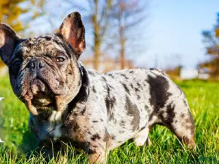 French Bulldog dogs French Bulldog Puppy 2 - Ad 40