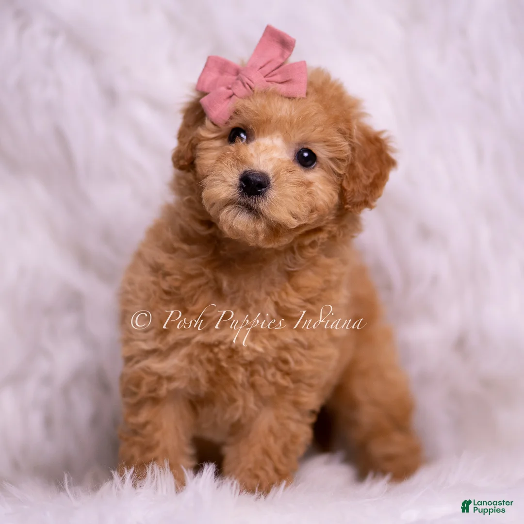 Mini Goldendoodle dogs for sale: Lulu - Ad 5