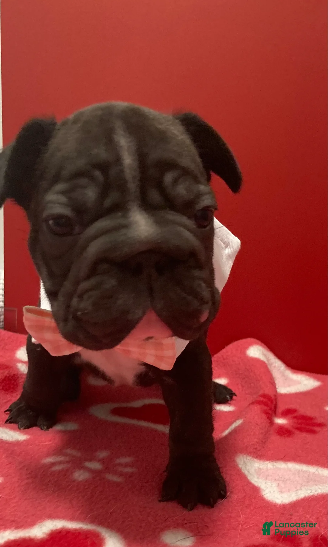 French Bulldog dogs for sale: Junior  - Ad 6