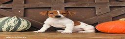 Jack Russell Terrier dogs for sale: Shannon - Ad 7