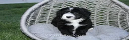 Sheepadoodle dogs for sale: Lily - Ad 4