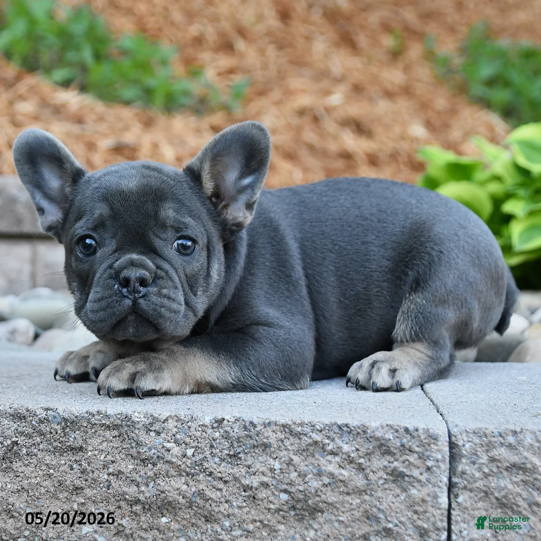 French Bulldog dogs for sale: Felix - Ad 2