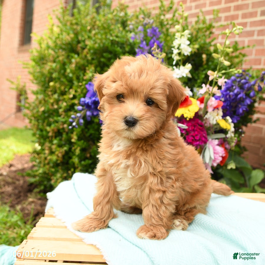 Maltipoo dogs for sale: Tulip - Ad 3