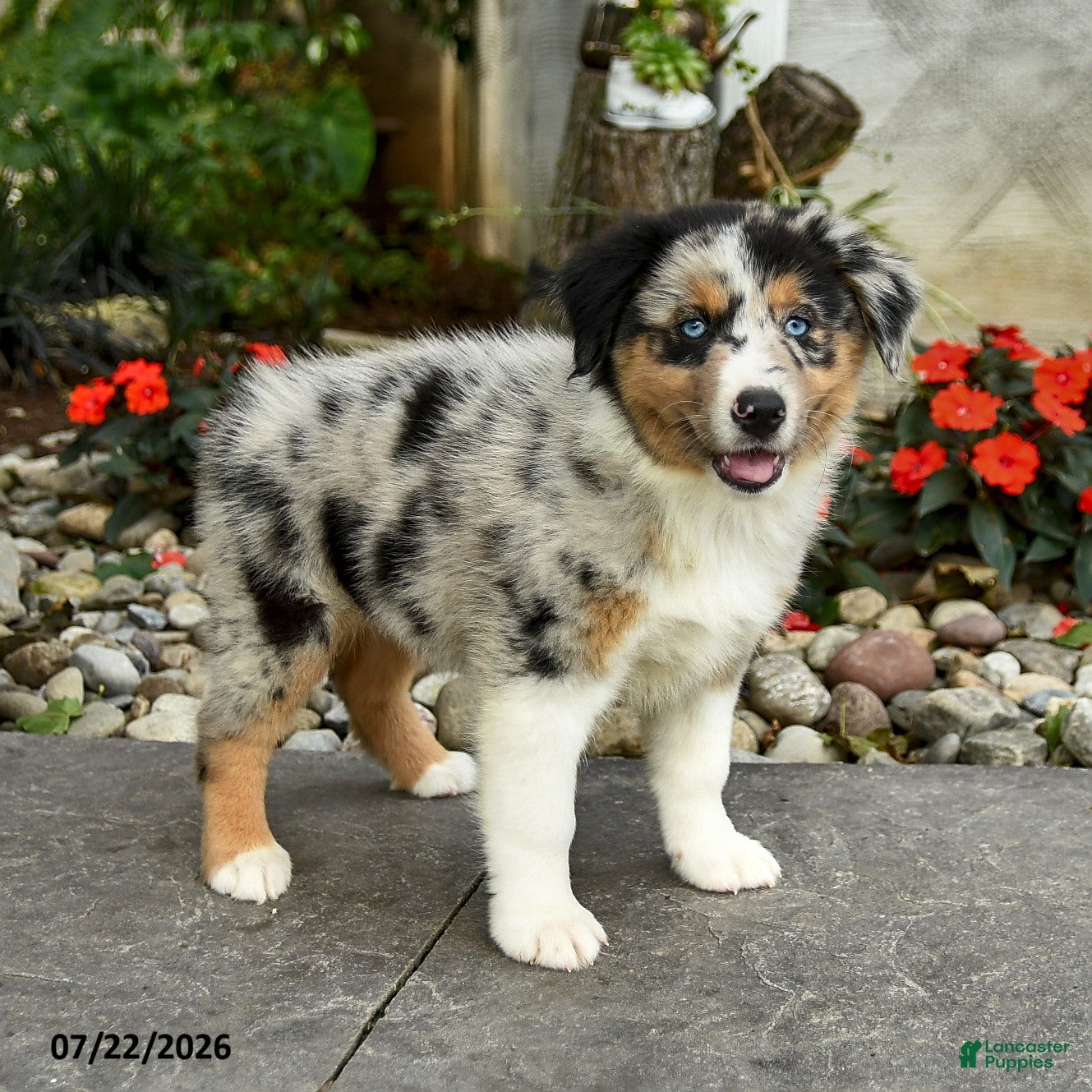 Australian Shepherd dogs for sale: Ava  - Ad 2