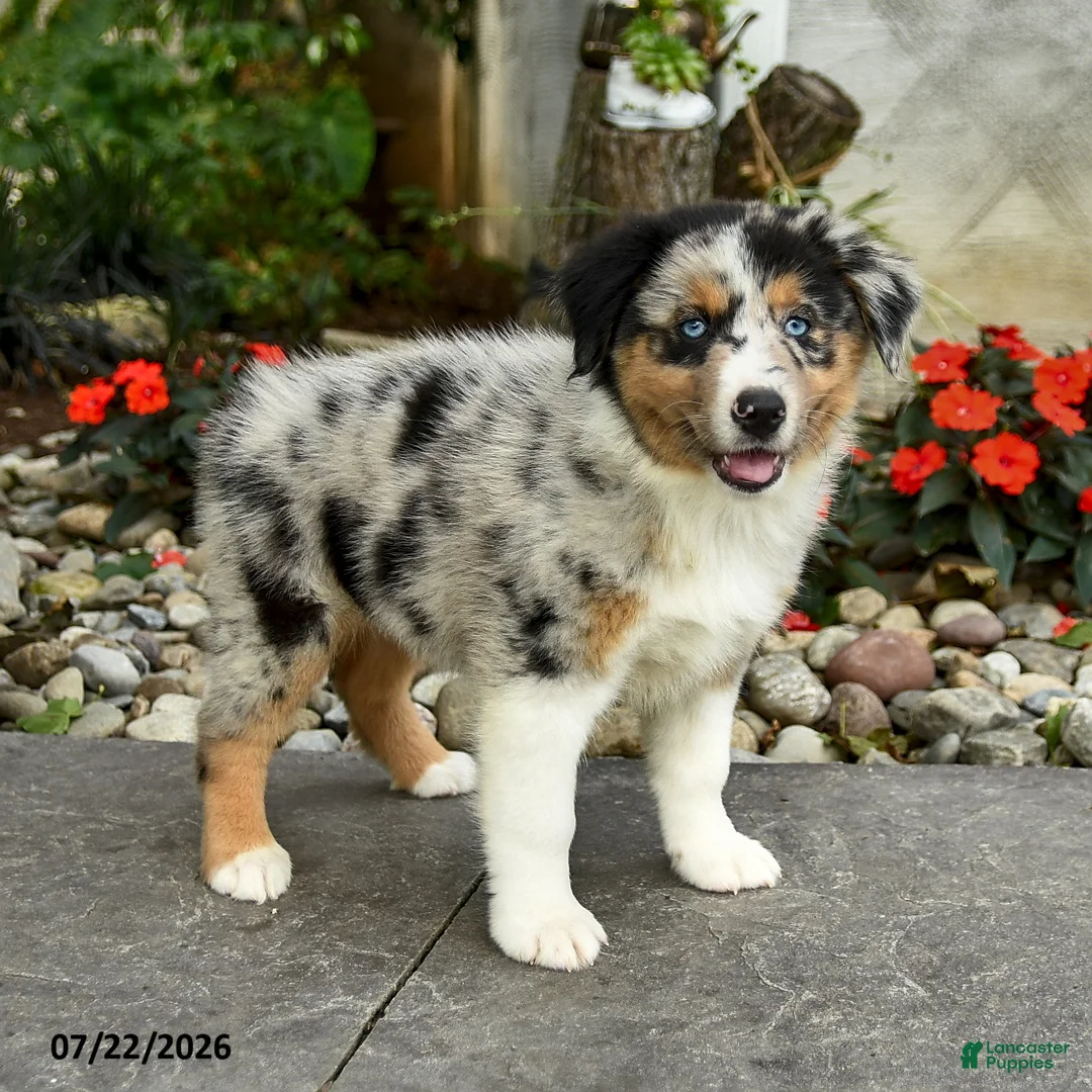 Australian Shepherd dogs for sale: Ava  - Ad 1