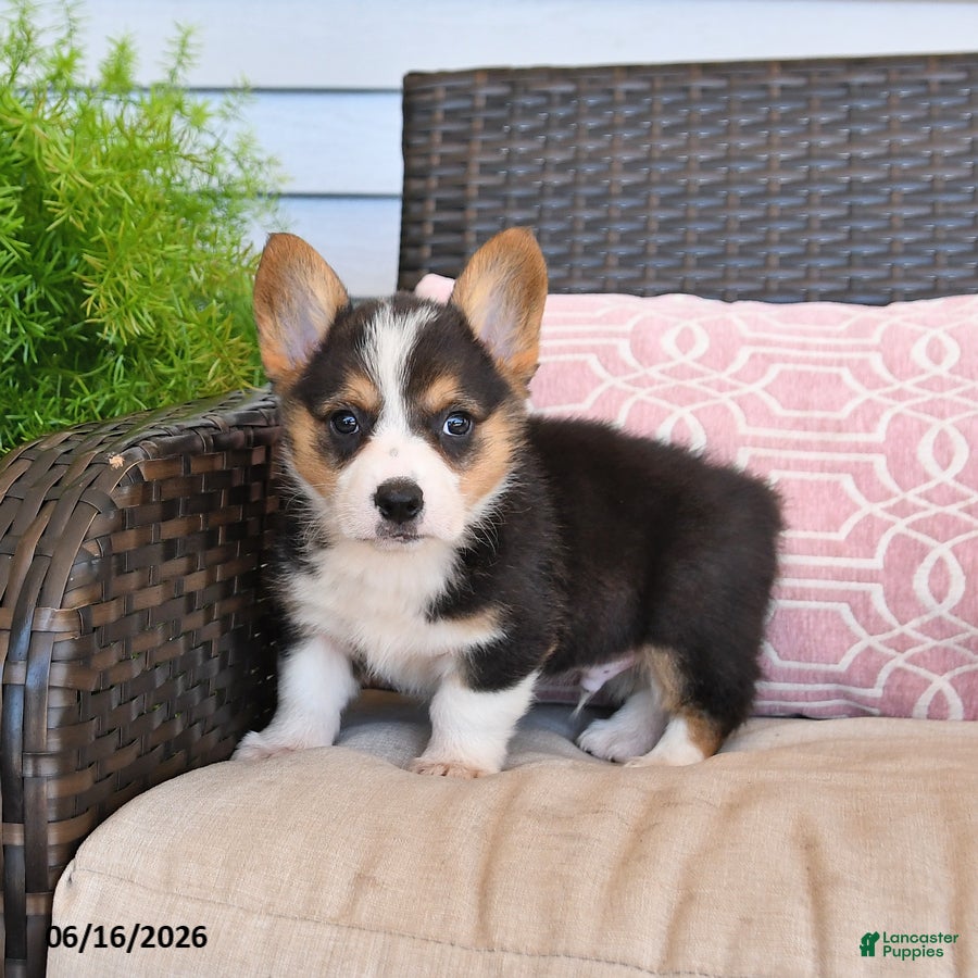 Welsh Corgi Pembroke dogs Moose - Ad 2
