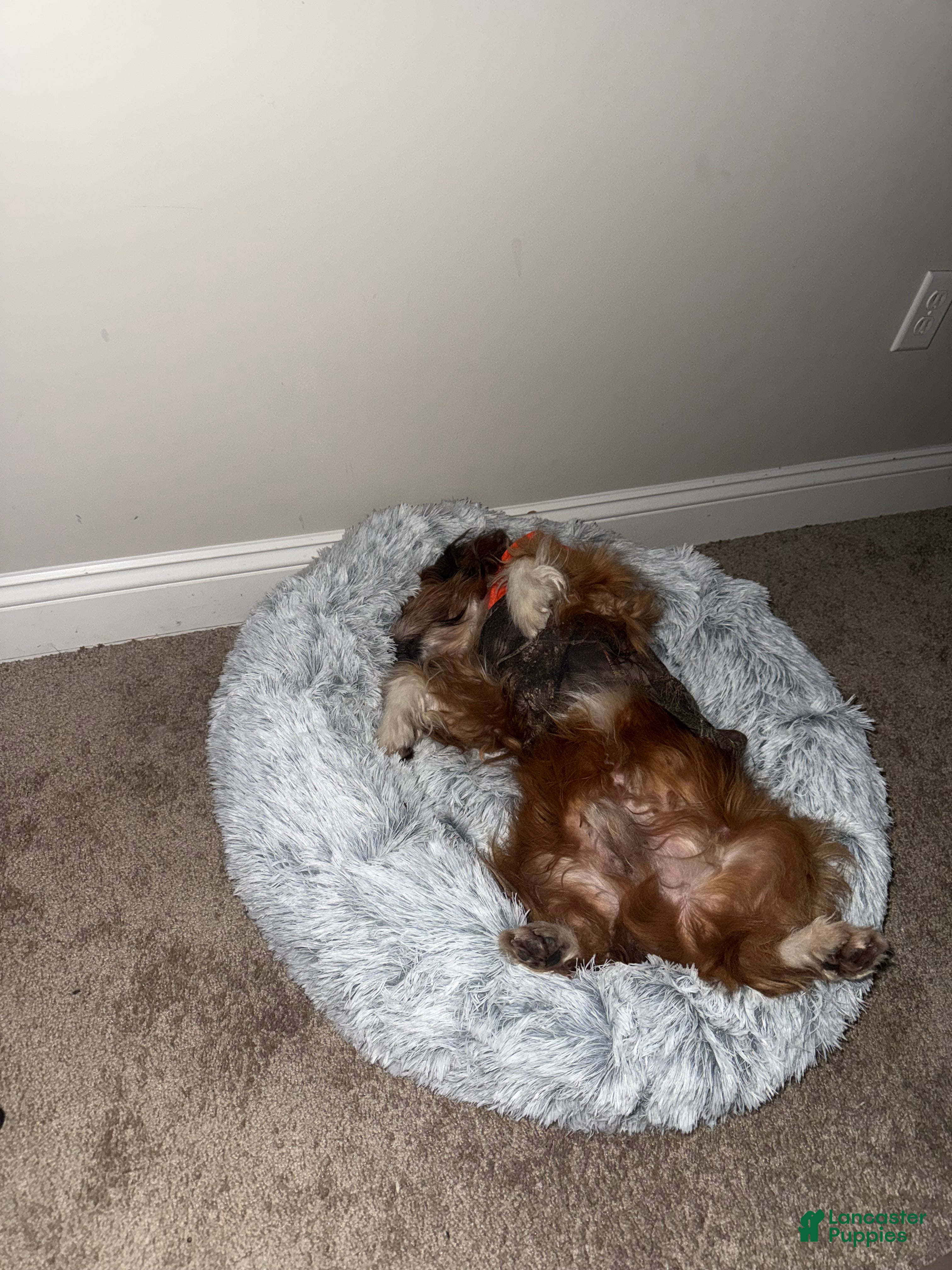 Tibetan Terrier dogs Tibetan Terrier Puppy 1 - Ad 1