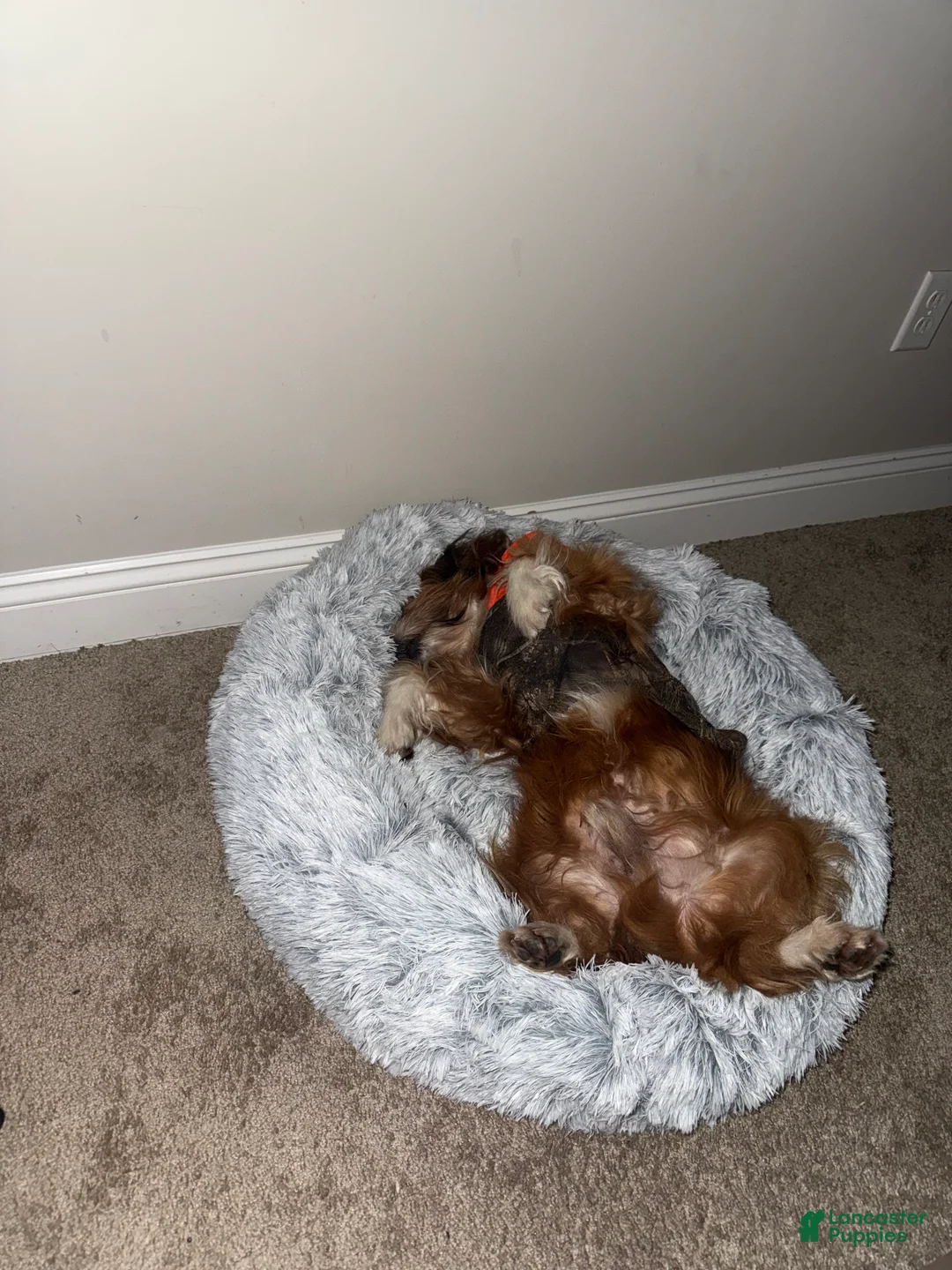 Tibetan Terrier dogs for sale: Tibetan Terrier Puppy 1 - Ad 1