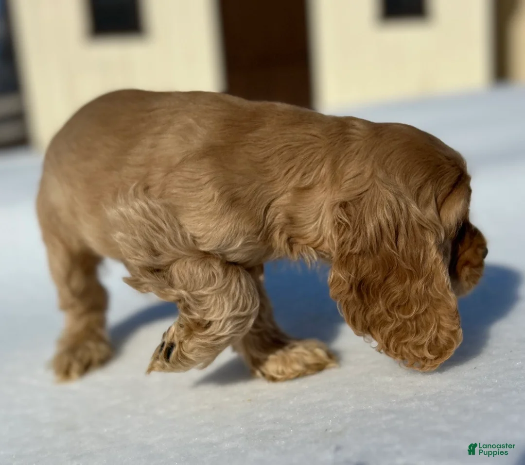 Cocker Spaniel dogs for sale: Andy - Ad 4