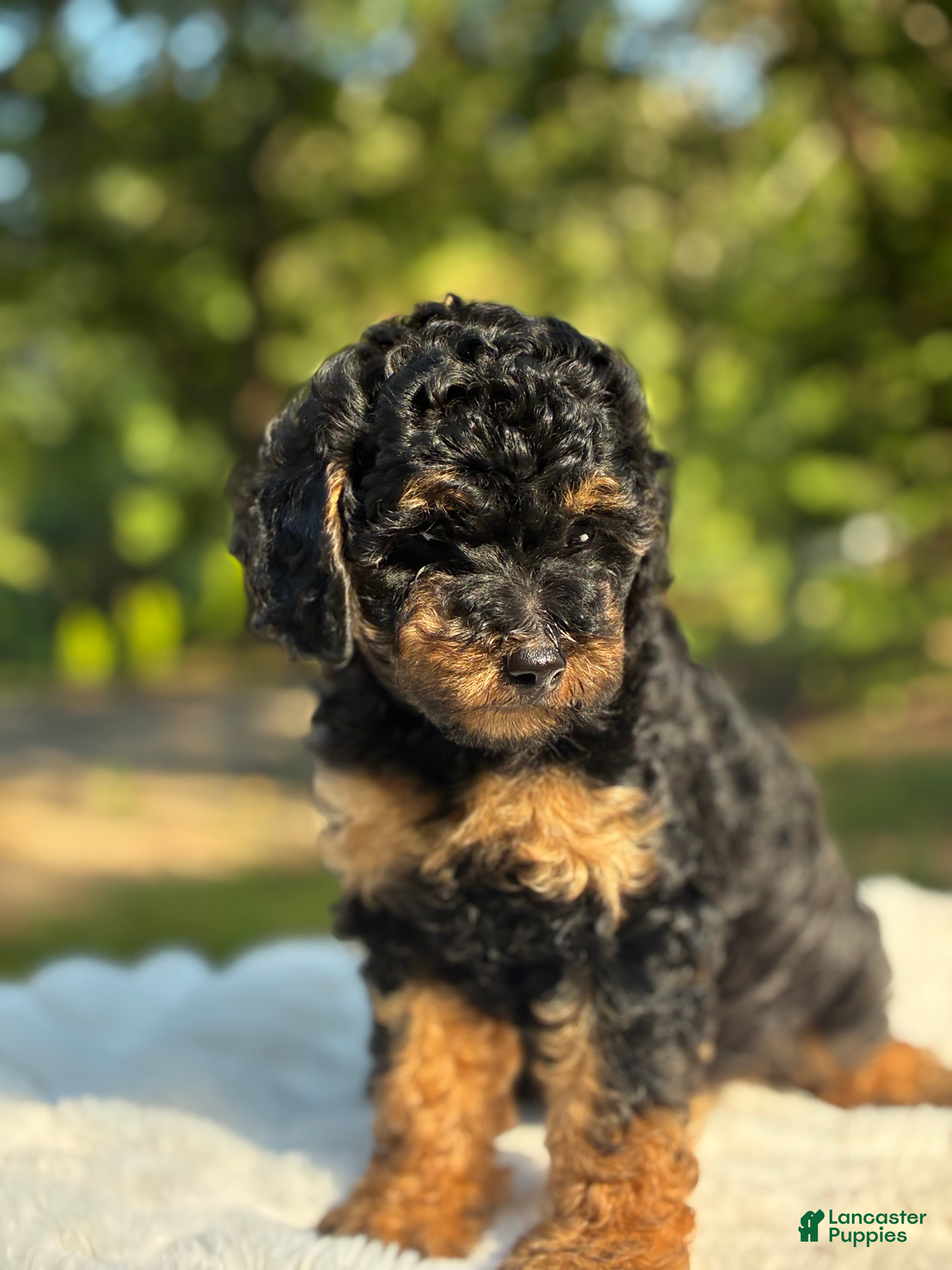 Yorkiepoo dogs  Coco - Ad 1