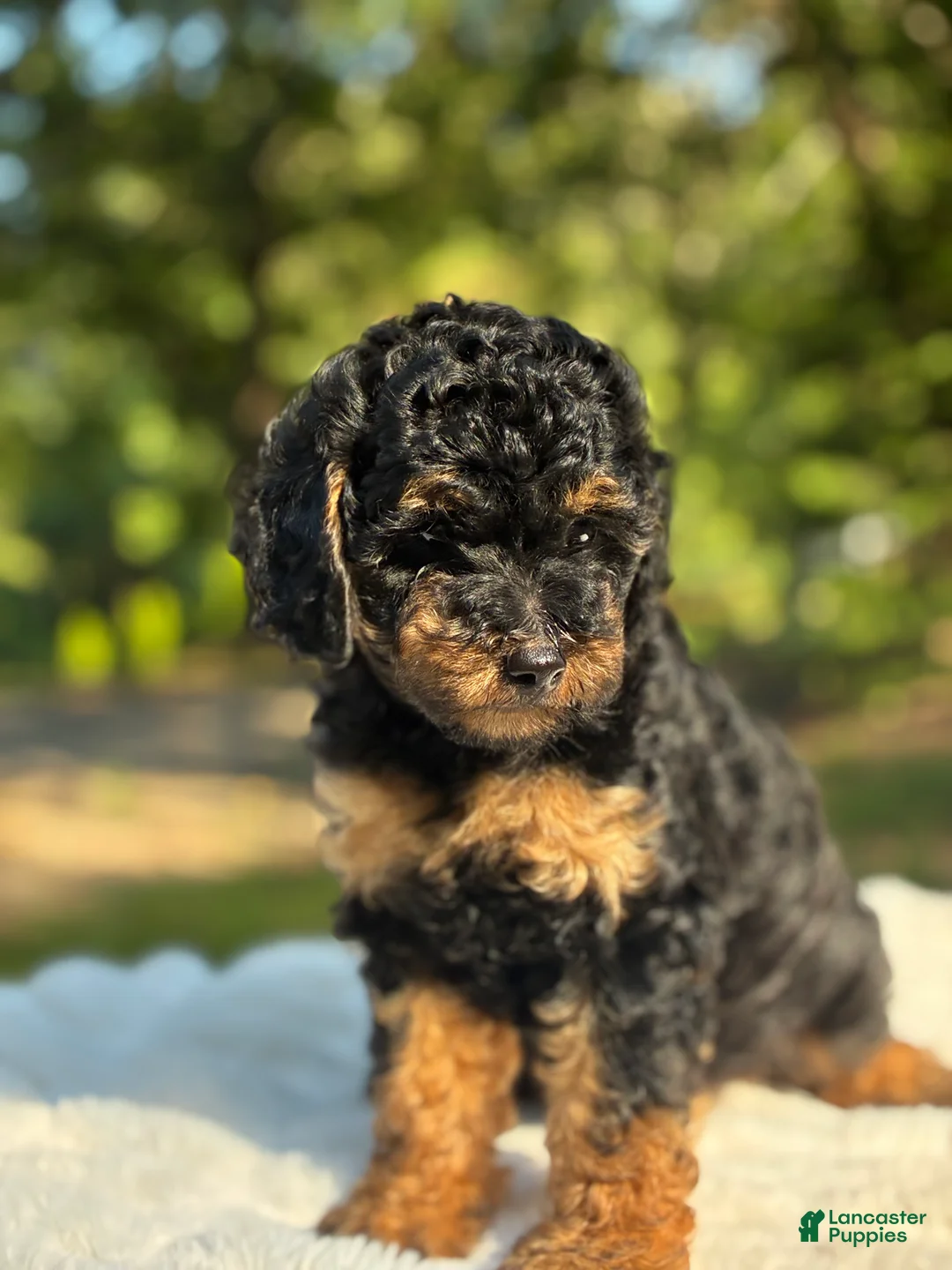 Yorkiepoo dogs for sale:  Coco - Ad 1