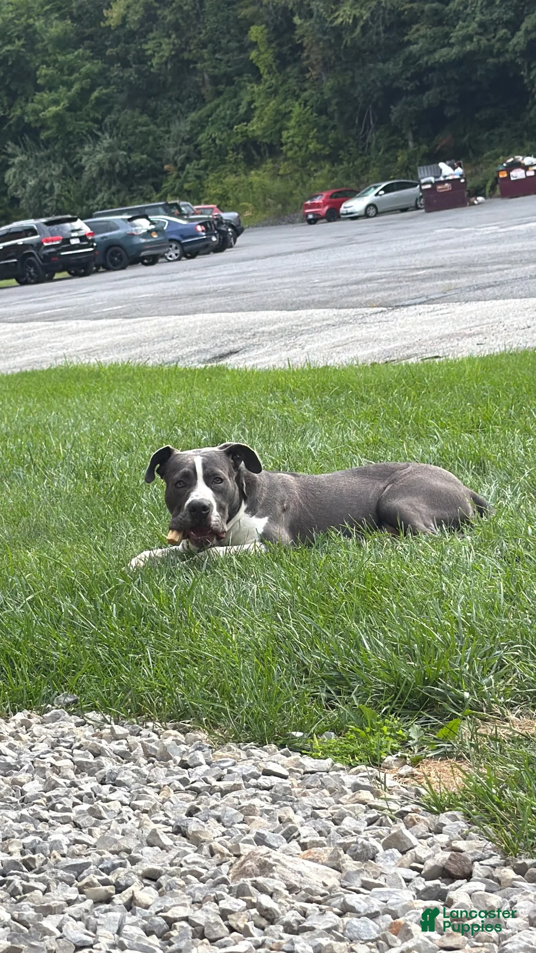 American Pit Bull Terrier dogs for sale: American Pit Bull Terrier 1 - Ad 2