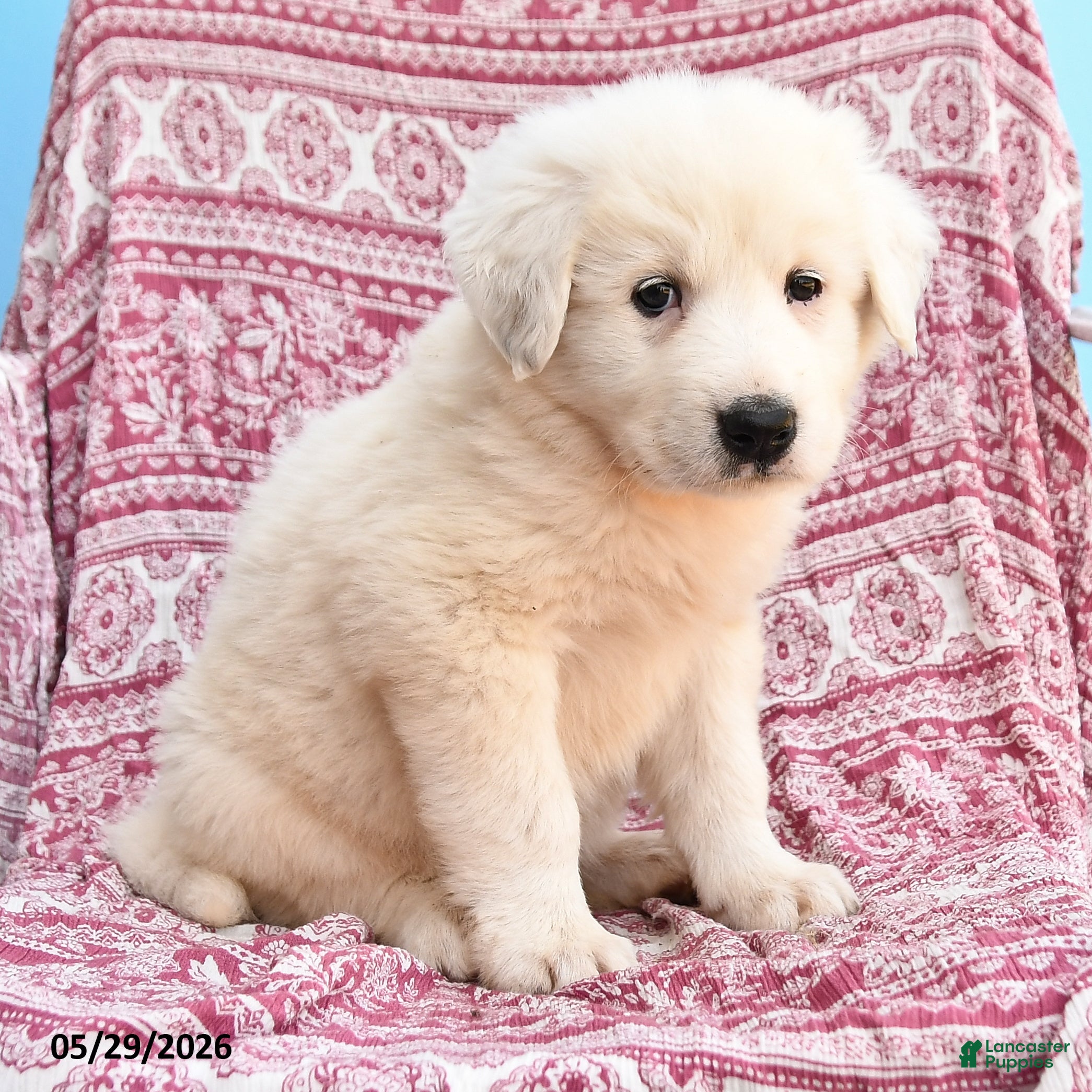Mixed Breed dogs Henry - Ad 2
