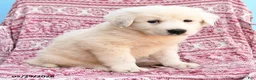 Mixed Breed dogs for sale: Henry - Ad 2