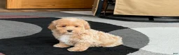 Havapoo dogs for sale: Havapoo Puppy 1 - Ad 7