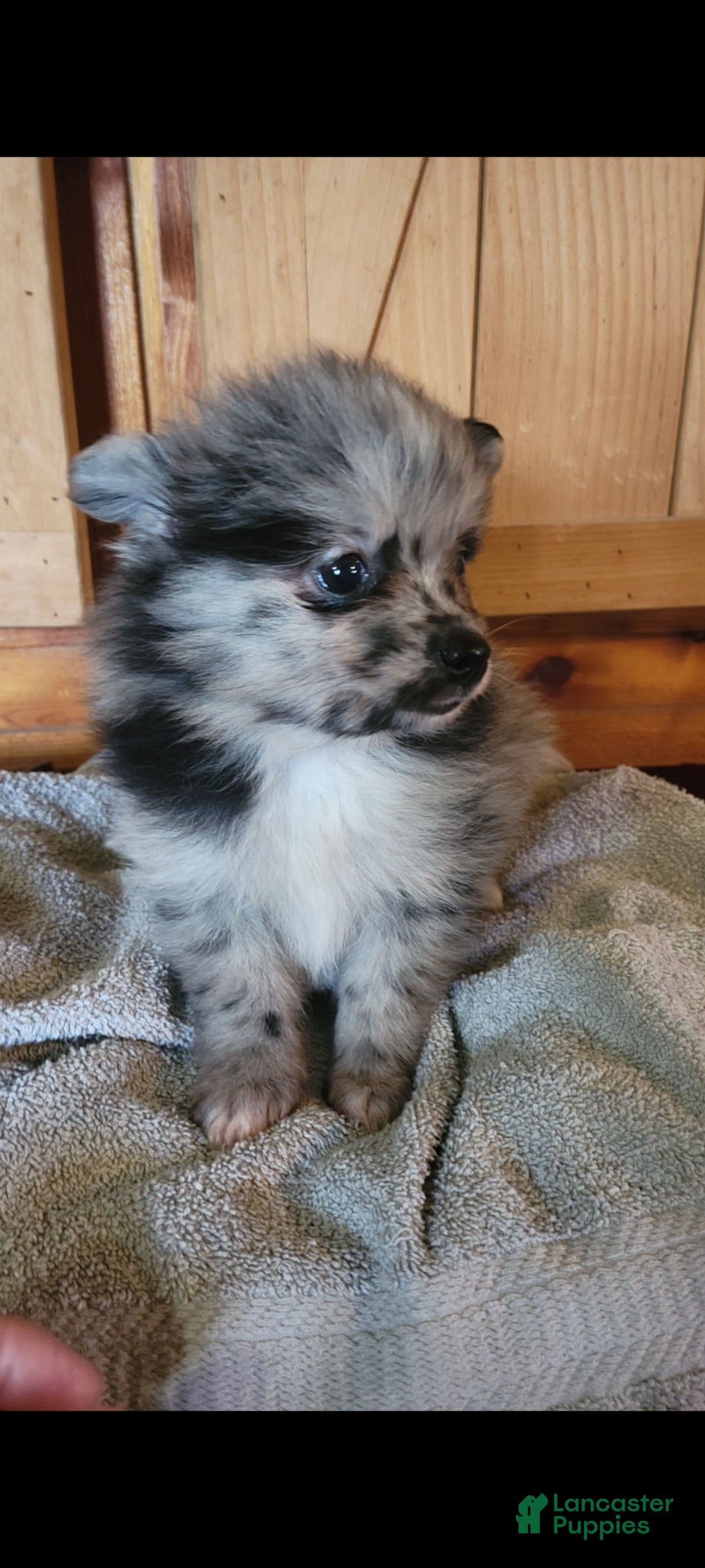 Pomeranian dogs Cloe  - Ad 2
