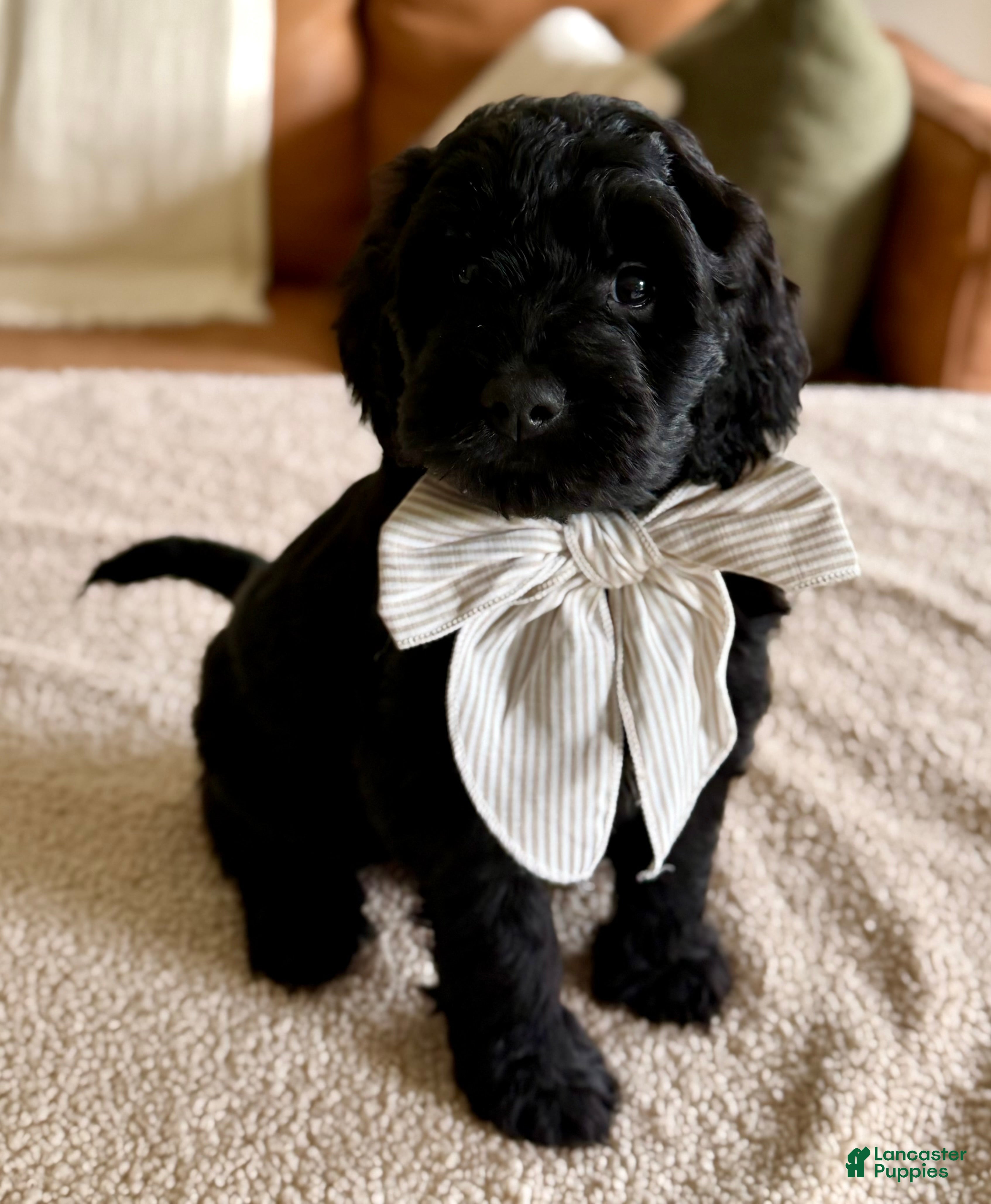 Goldendoodle dogs Thumper  - Ad 2