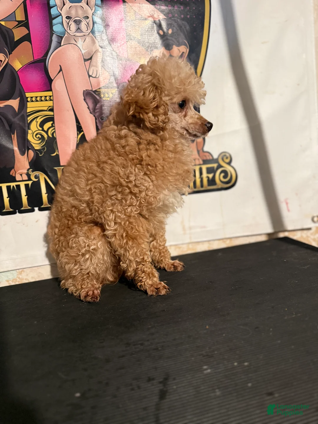 Mixed Breed dogs for sale: Judge toy poodle - Ad 2