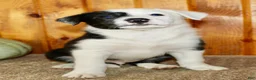 Border Collie dogs for sale: King - Ad 6