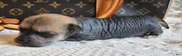 Mixed Breed dogs for sale: Chico  - Ad 8